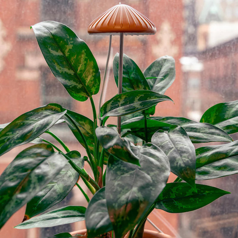 Kikkerland | Mushroom Grow Light