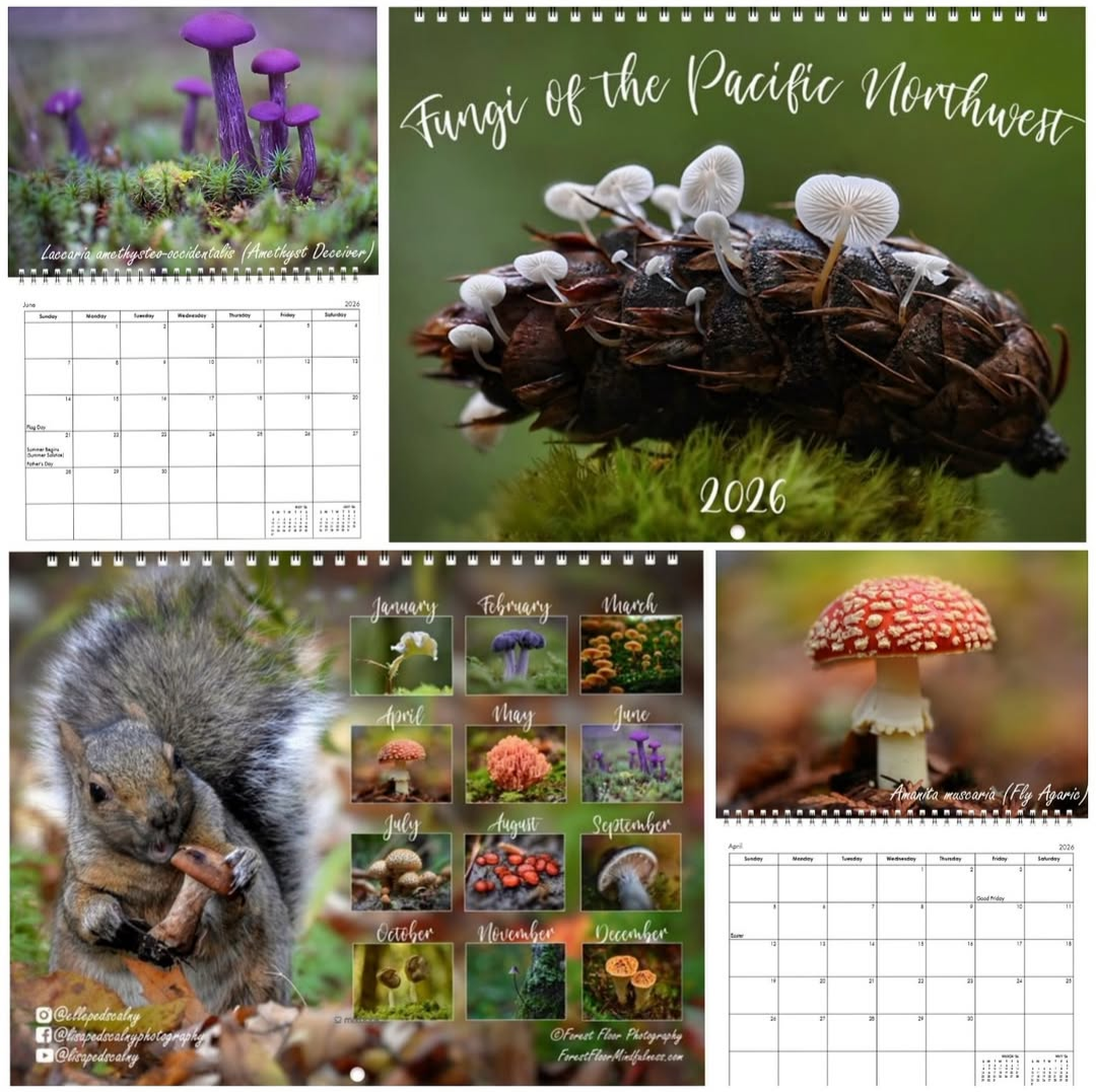 Forest Floor Photography | “Fungi of the Pacific Northwest” 2026 Wall Calendar