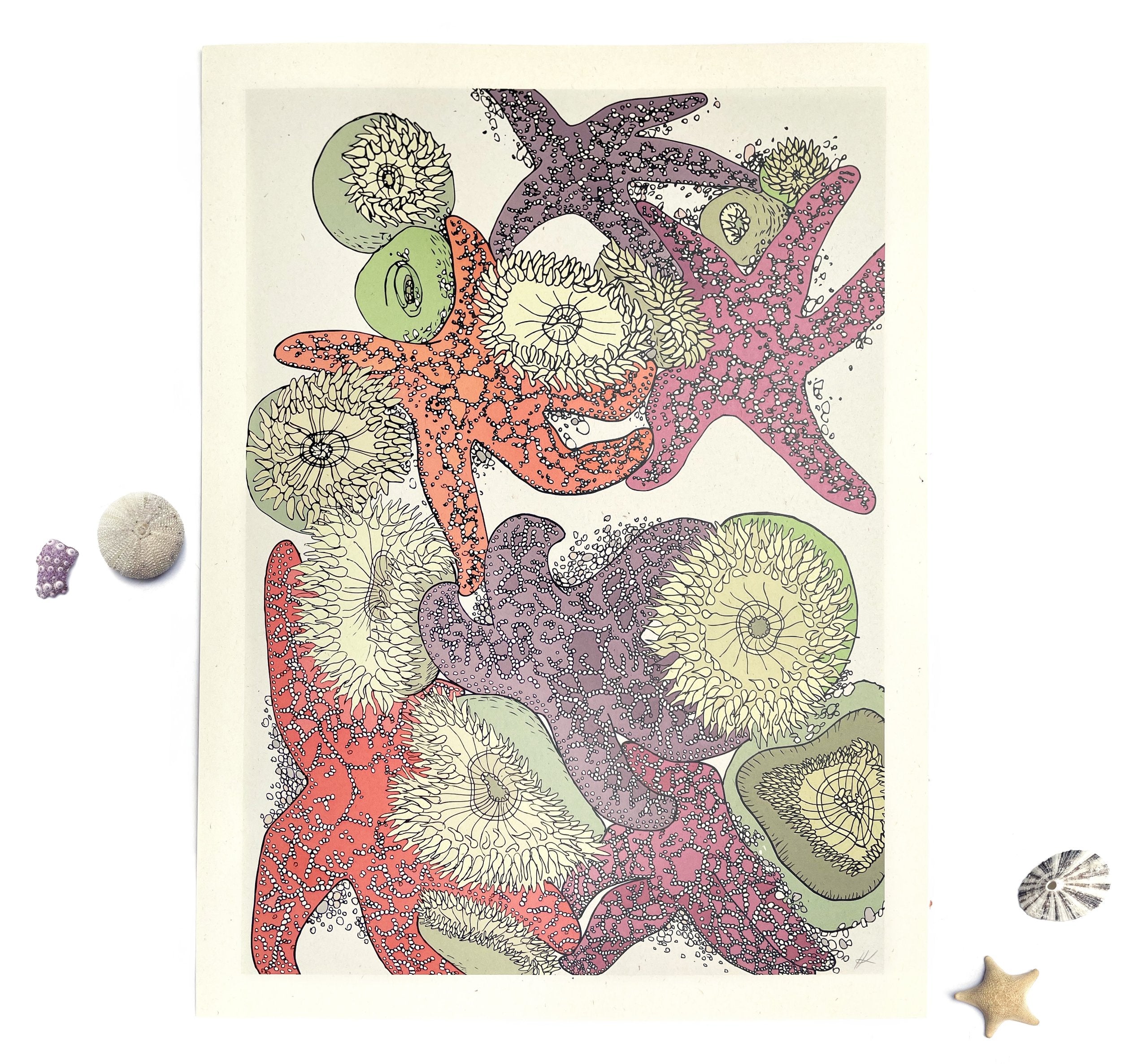 Wild Life Illustration Co. "Starfish" 12x16 Print